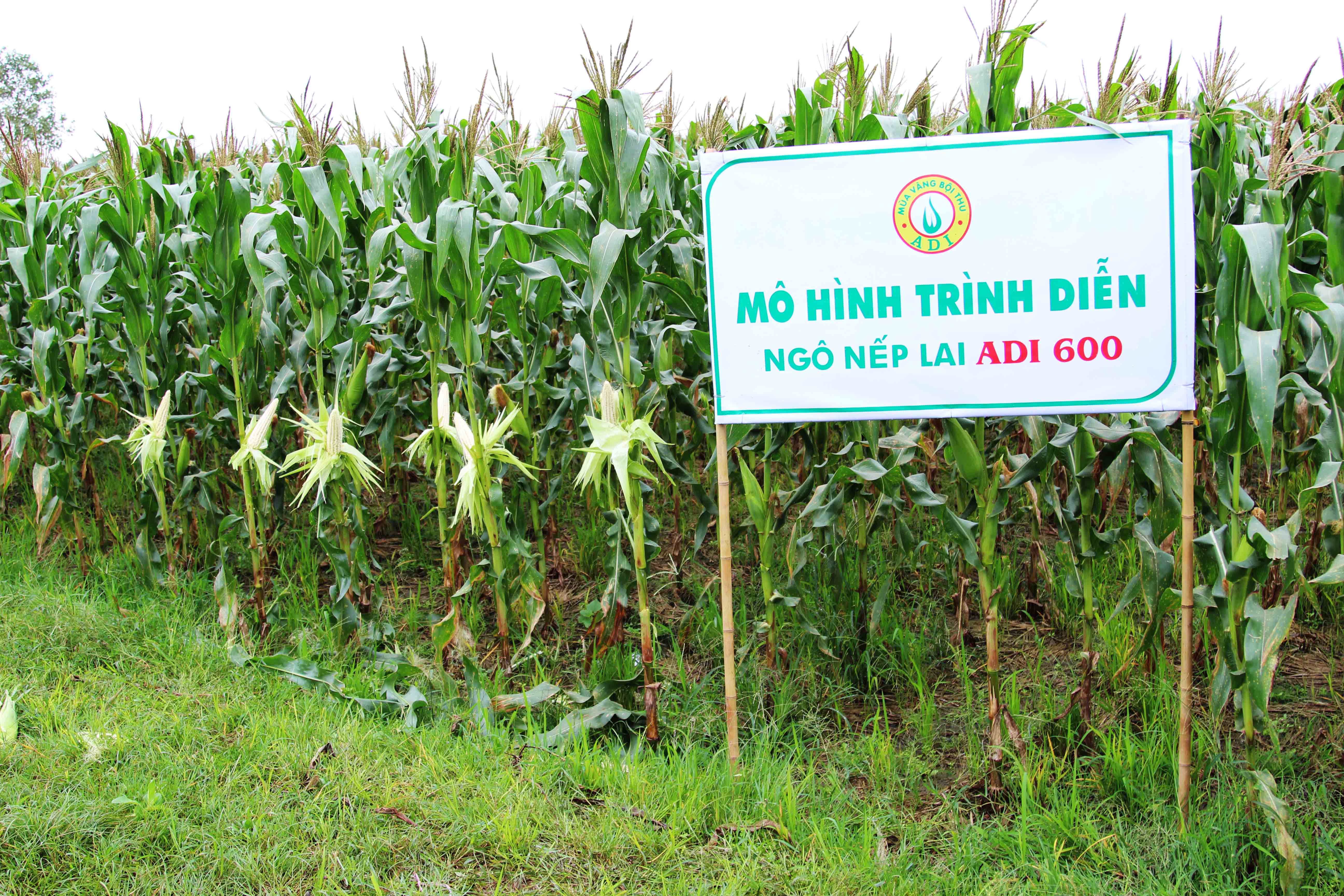 Hiệu quả từ phương pháp làm đất tối thiểu và đặt bầu chỉnh tán lá